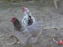 Australorp (Australorp) kuriatko, kura, denné kuriatko