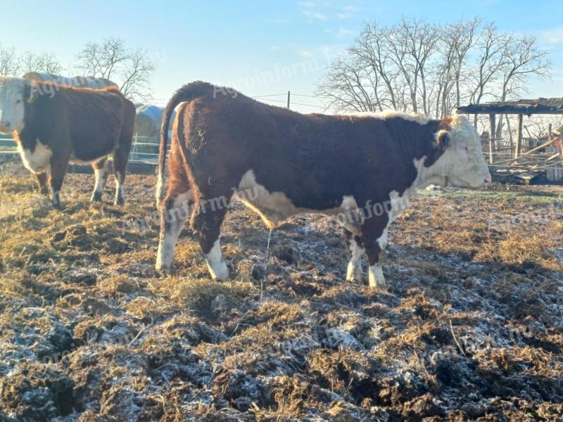 Predám plemenných býkov Hereford