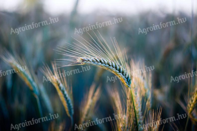 C-complex BIO îngrășământ foliar, balsam pentru plante, pentru agricultura ecologică