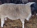 Rams for sale (racka, dorper)