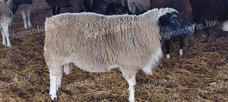 Rams for sale (racka, dorper)