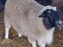Rams for sale (racka, dorper)