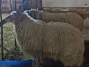 Rams for sale (racka, dorper)