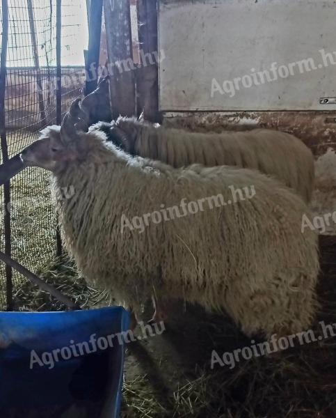 Rams and dorper mix rams for sale