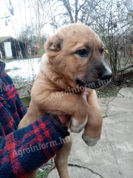 Šteniatka stredoázijského ovčiaka sú k dispozícii na adopciu