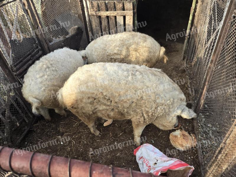 Mangalica, pitana dve leti s krmo in malo suhega kruha, 1500 Ft/kg