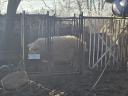 Mangalica îngrășată timp de 2 ani cu furaje și puțină pâine uscată, 1500 Ft/kg