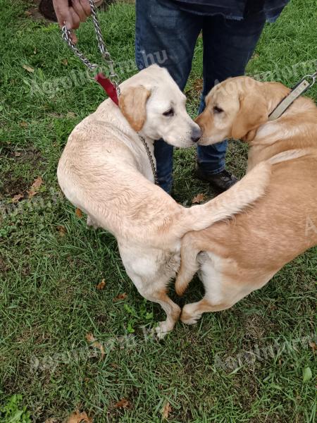 Labrador kiskutyák