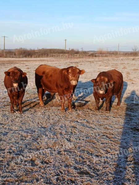 Aberdeen Angus bik za prodajo