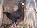 German show pigeon