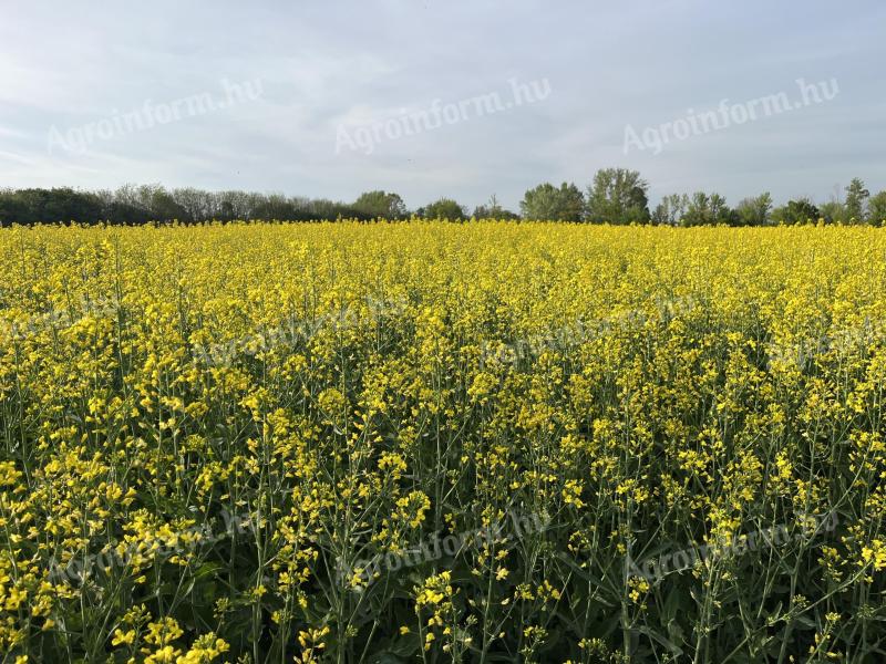 I would like to rent farmland within 30 km of Öcsöd