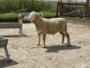 Hungarian Merino pedigree rams for sale