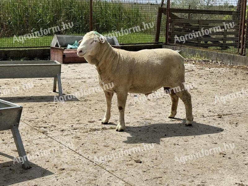 Madžarski merino ovni z rodovnikom za prodajo