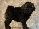 Pedigree black poodle puppy