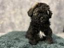 Pedigree black poodle puppy