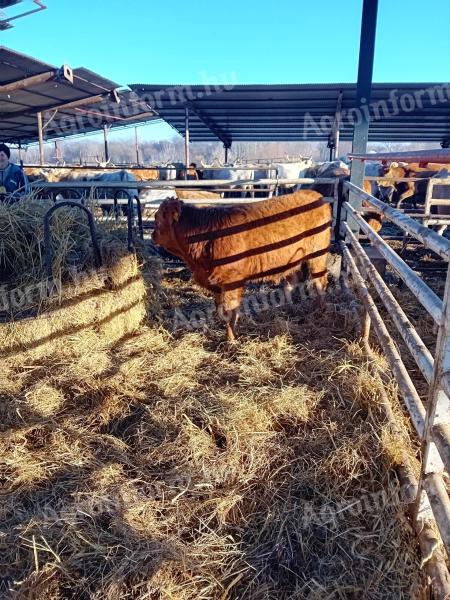 Prodej telete býka plemene limousin