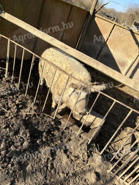 Prasnice Mangalica na prodej