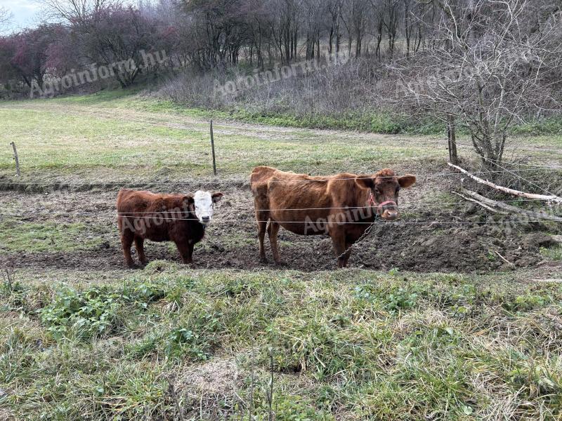 Vacă Jersey x Angus cu vițel de vânzare