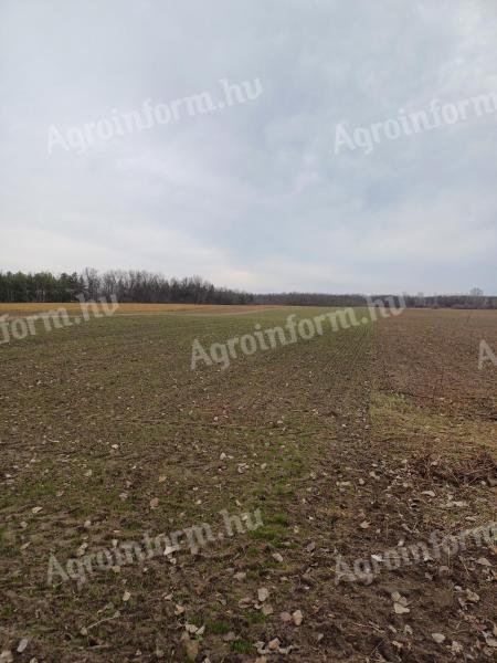 Land for sale near the main road 4 in Monor