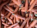 Carrots at discount prices