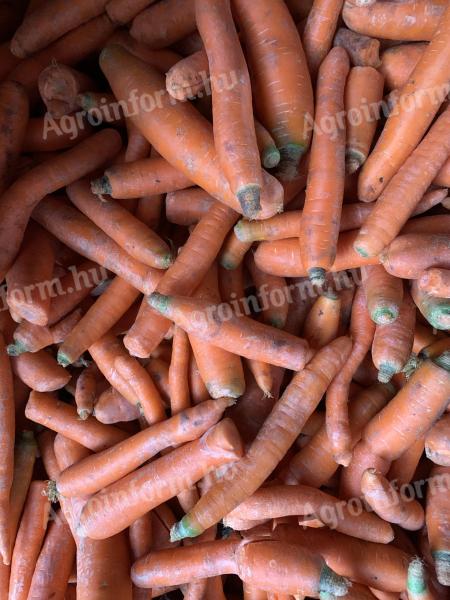 Carrots at discount prices