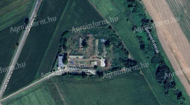 Nagyszokolyi pig farm