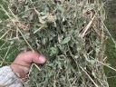 High quality, premium quality, green drying hay and alfalfa for sale, stored under cover