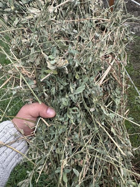 High quality, premium quality, green drying hay and alfalfa for sale, stored under cover