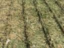 High quality, premium quality, green drying hay and alfalfa for sale, stored under cover