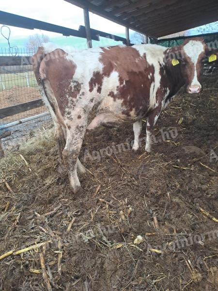 Heifer heifer for sale