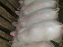 9 beautiful piglets for sale