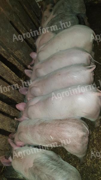 9 beautiful piglets for sale