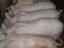 9 beautiful piglets for sale