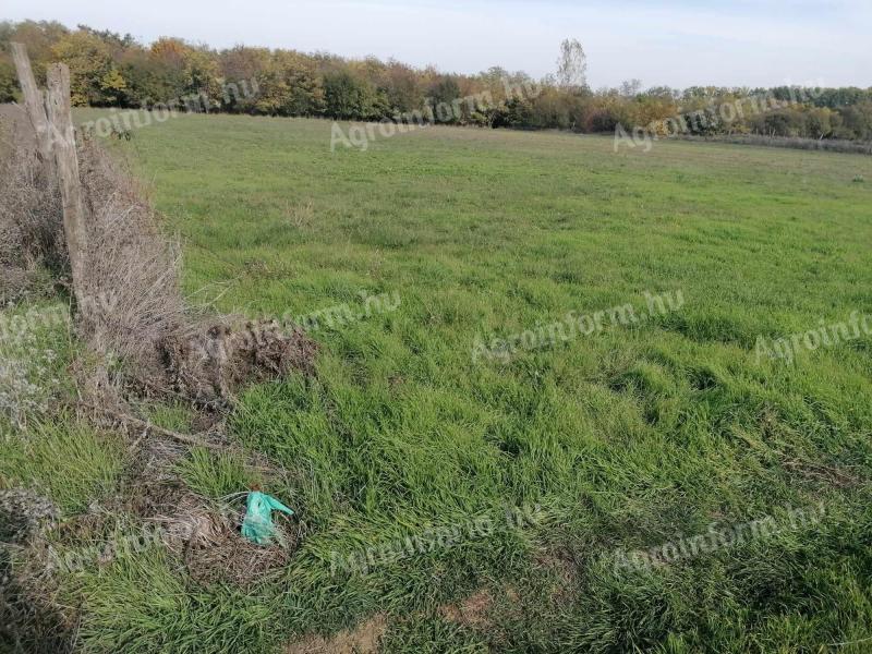 Geschlossener landwirtschaftlicher Garten zum Verkauf in der Ezüsttó-Straße, Szeged-Szőreg