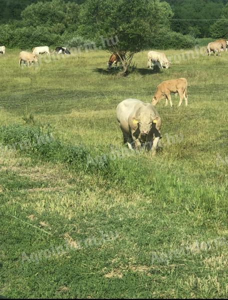 Bértartási lehetőség szarvasmarhák számára