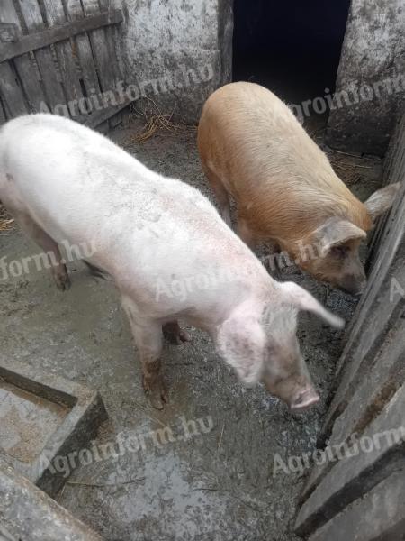 Gewürfelte Schweine zu verkaufen