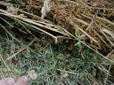 Good quality 1 mowing round alfalfa hay for sale in Gödöllő