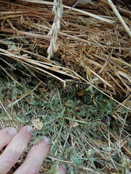 Good quality 1 mowing round alfalfa hay for sale in Gödöllő