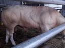 Blonde d'Aquitaine breeding bulls for sale