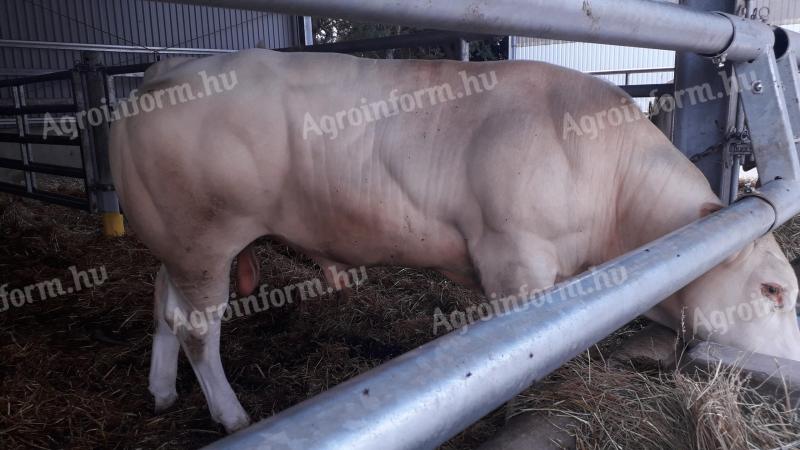Blonde d'Aquitaine breeding bulls for sale