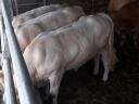 Blonde d'Aquitaine breeding bulls for sale