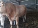 Blonde d'Aquitaine breeding bulls for sale