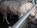 Blonde d'Aquitaine breeding bulls for sale