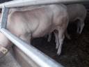 Blonde d'Aquitaine breeding bulls for sale