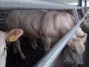 Blonde d'Aquitaine breeding bulls for sale