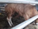 Blonde d'Aquitaine breeding bulls for sale