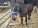 Mare foal for sale Igar