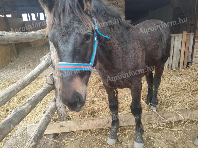 Mare foal for sale Igar