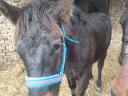 Mare foal for sale Igar