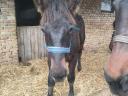 Mare foal for sale Igar